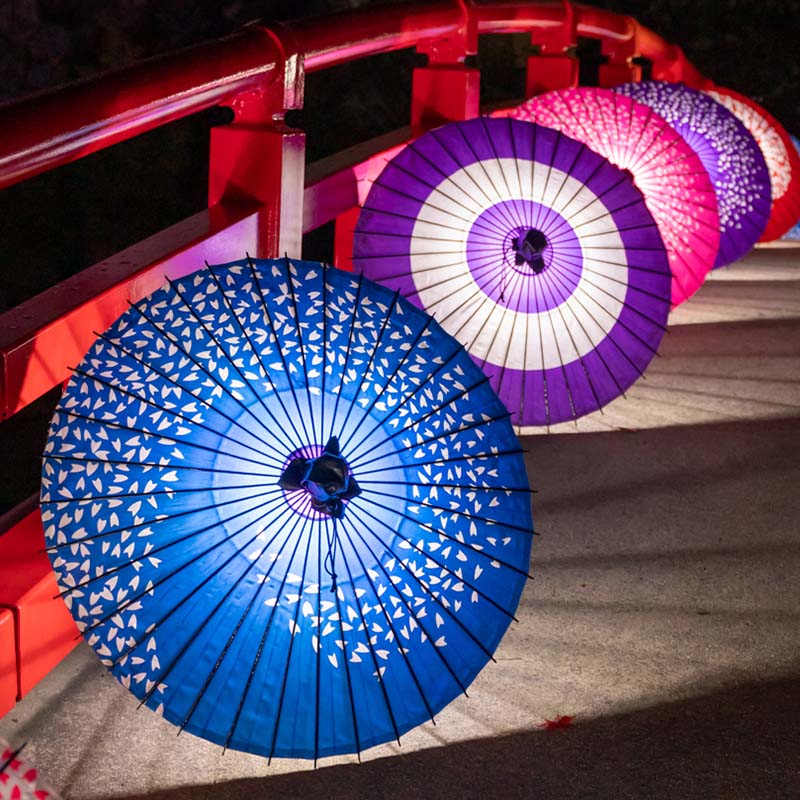 和傘 傘蛍 画像2